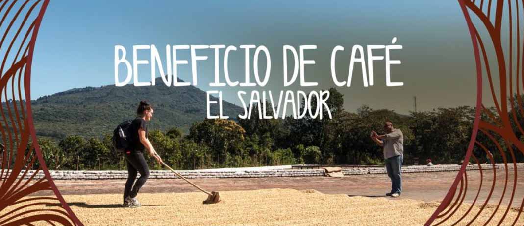 Participa en el cultivo de café en El Salvador